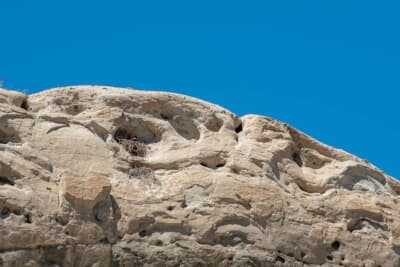 砂漠の中でも、岩のくぼみには鳥の巣が存在する