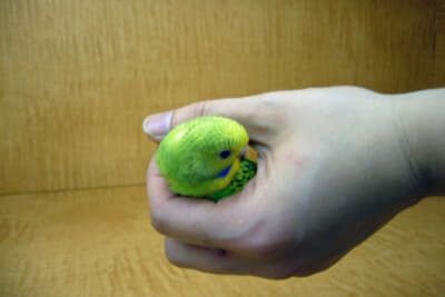 ちょうど手のひらに小鳥をつかんでいるように握る程度が良い。つまり、太いハンドルを適度の力で小鳥をつかんでいるように握るのがコツ