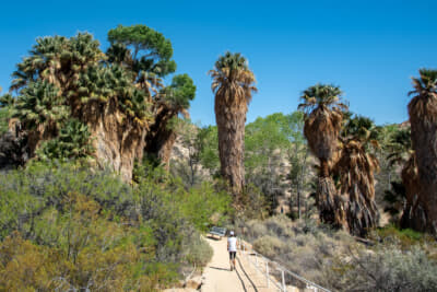 コットンウッド・スプリングのトレイルを軽く散策。ここは巨大なパームが生えているエリアだ