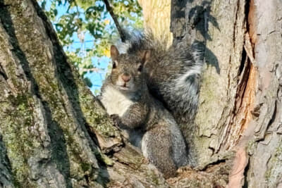 公園で見かけたリス。でかい!
