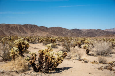 チョーヤカクタスという、奇怪な形のサボテンの群生地。棘はかぎ状になっているので触ると厄介だ