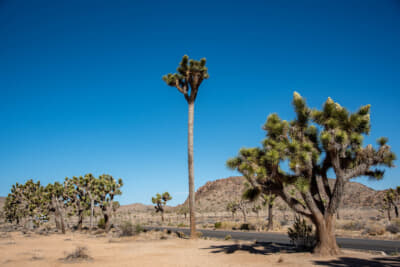 普通はいくつも枝が伸びで曲がって成長するジョシュアツリー。奇跡的にまっすぐ1本だけで上に伸びた、おそらく公園内で一番背の高い1本