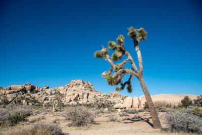 ジョシュアツリーはユッカの仲間の植物だ