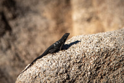 ときどき小さな生命を見かける