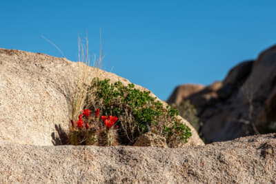 岩の隙間にも小さな植物が息づいている