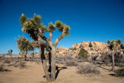 バーカー・ダム・ネイチャー・トレイルでジョシュアツリーと巨岩の風景の中を歩く