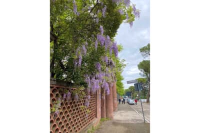 イタリアでもあちこちで藤の花がキレイに咲いていて日本を思い出しました