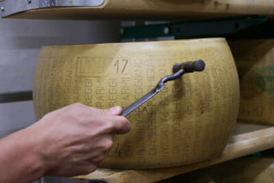 パルミジャーノ・レッジャーノの品質検査は、ひとつひとつ専用の器具で叩いて確認（2018年のイタリア取材にて）