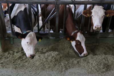 牛の飼育には、主に地元で採れる草や干草などの飼料が用いられ、輸入飼料や発酵飼料（サイレージなど）の使用は厳しく禁止されている（2018年のイタリア取材にて）