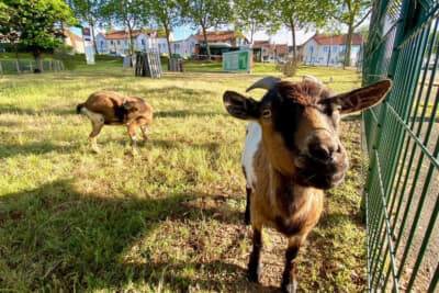 宿近くのibisホテルで飼われているヤギは日々のいやしです