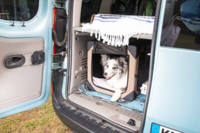 ルノー カングー：ボーダーコリーのセシルちゃんは、保護されてきたワンちゃん。ラゲッジスペースが彼女の定位置で、車内ではとても静かに過ごしている