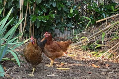 バーバラさん宅のお庭で飼われている鶏。毎日卵が食べ放題