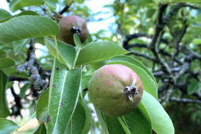 バーバラさん宅のお庭には数種類の果物の木があります