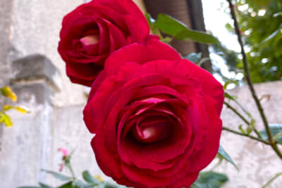 雨が1カ月以上も降らず、ほとんどのバラは枯れて綺麗に咲かなかったそうです