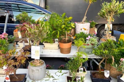 ルクセンブルクのガソリンスタンドでは盆栽も販売されていました