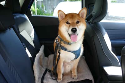 ルノー キャプチャー：我が家の乗り心地・NVH評価担当の柴犬シュンも「いいんじゃない」と評価していた