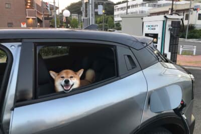 乗り心地／NVH評価担当の我が家の柴犬のシュンも気分よさそうに試乗していた