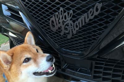 アルファ ロメオ ジュニア：愛犬のシュンは、スクデット（盾グリル）の中のalfa Romeoのロゴのあたりをふーんと確認していた