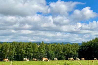 ホテルからサーキットへ向かう道すがら、牛さんたちに癒されていました