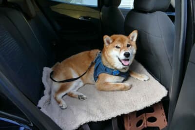 アルファ ロメオ ジュニア：我が家の乗り心地・NVH評価担当の飼い犬のシュン