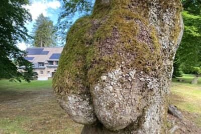 メディアパスの受取場所にある面白い木。毎年写真を撮ってしまいます