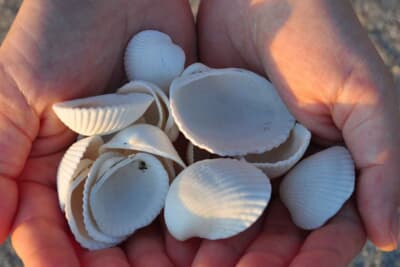 貝殻は耐久性と質感を向上させ、竹はしなやかで再生速度が速く、まさに理想的なエコ素材