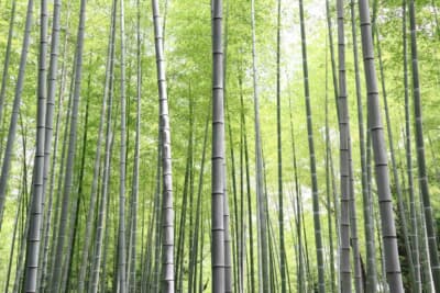 竹はしなやかで再生速度が速く、まさに理想的なエコ素材だ