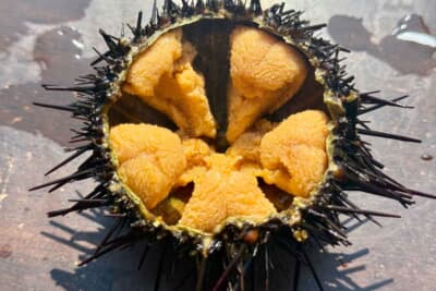 日産は「ウニの殻」から得られる炭酸カルシウムを樹脂材料に活用する技術を研究中