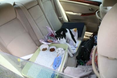 愛猫ミミとのトリプルオール女子クルー