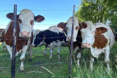 決勝の日曜日もホテルからサーキットへ向かう牧場の牛さんたちが癒してくれました