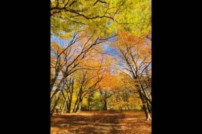 2025年のミュンヘンの紅葉は美しかったです