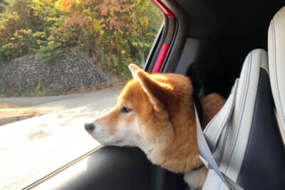 「うーむ、新型プレリュード後席のヘッドクリアランスはボクには人の握りコブシ2.5個分ってとこかな……」 と記事中の写真で言っているのは、乗り心地・NVH評価担当の我が家の飼い犬のシュン（柴犬・♂・3歳10カ月）