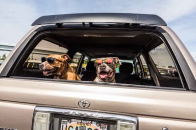 トヨタ 4ランナー:独特な機構を持つリアゲート。犬たちはラゲッジスペースに乗って窓から顔を出してドライブするのが大好きだとか
