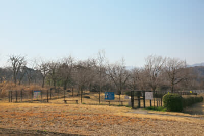 東名高速道路上り鮎沢PA：自然の雰囲気を残したドッグランでペットもリフレッシュ