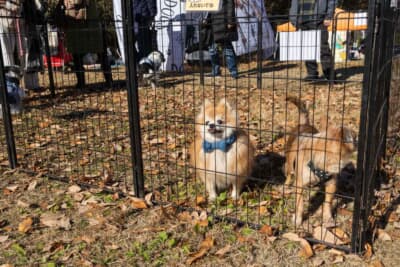 「小さな命を守る会」による保護犬の譲渡会も開催された。興味を持つ多くの来場者が足を止めていた