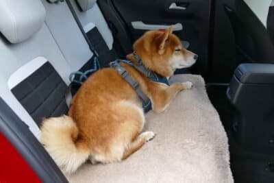 シトロエン C3 MAX ハイブリッド:リアシートがフカフカすぎて、乗った次の瞬間からウトウトし始めた