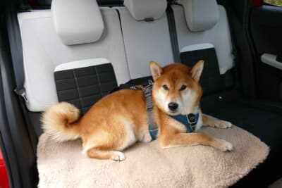 シトロエン C3 MAX ハイブリッド:まるで家のソファーにいるかのようにくつろいでいる