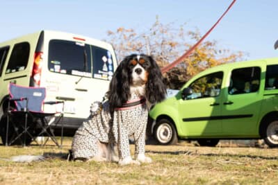 数多くのわんちゃんが参加したカングーDAYクルーズ。このクルマのオーナーは、犬との旅行などを楽しんでいる方が多いようだ
