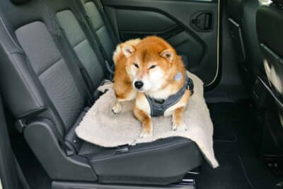 写真では飼い犬のシュン（柴犬・4歳・体重約15kg）をお座りさせているが、大人が乗っても十分に寛げる空間だ