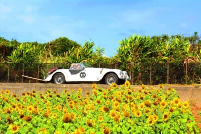 晴天に恵まれた最終日、昨今ちまたで話題の「伊計島フラワーロード」のひまわり畑に見守られつつ、カートによるユニークな最終P.C.競技ポイントへと向かう1980年式モーガン +8と若夫婦ペアである