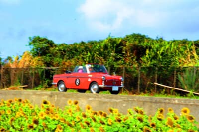 晴天に恵まれた最終日、昨今ちまたで話題の「伊計島フラワーロード」のひまわり畑に見守られつつ、カートによるユニークな最終P.C.競技ポイントへと向かう1966年式アウトビアンキ ビアンキーナ カブリオレだ