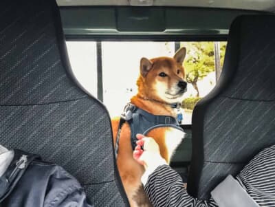 スズキ スーパーキャリイ Xリミテッド：シートバックスペースに収まった愛犬シュン。背もたれに体をもたせかけ、いつもの試乗と変わらぬ様子だ