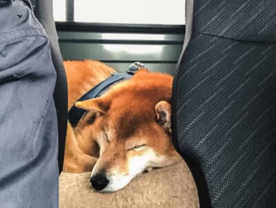 スズキ スーパーキャリイ Xリミテッド：シートバックスペースでくつろぐ柴犬シュン。高さ920mm×幅1235mm×奥行き250mmのスペースがカラダをほどよく包む