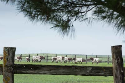 木の柵の向こうに見えるミウラ牧場の猛牛たち。おうし座生まれのフェルッチオが、この地で猛牛に感銘を受け、猛牛エンブレムとミウラの名を選んだ理由がここにある