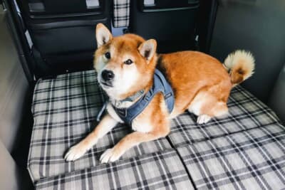 ホンダ N-BOX JOY:「ふらっとテラス」の快適さは、わが家のシュンが撮影中に居眠りして身をもって証明した