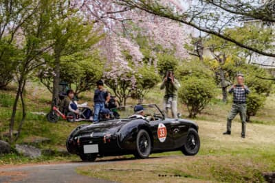 オースティン ヒーリー 100/4：アートヴィレッジ明神館の遊歩道コースを駆け抜ける。エントラントに名残桜を楽しむ余裕はない