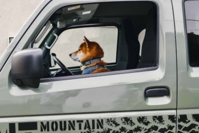 スズキ スーパーキャリイ Xリミテッド：助手席の窓から顔を覗かせる柴犬シュン。乗り心地・NVH評価担当として自宅から片道3.5kmの動物病院まで同行した